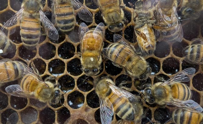 British Bees Have Visitors Swarming into Expo Sculptural Hive