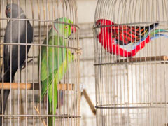 पक्षियों को है उड़ने का मौलिक अधिकार, पिंजरे में कैद करना कानून के खिलाफ : उच्च न्यायालय