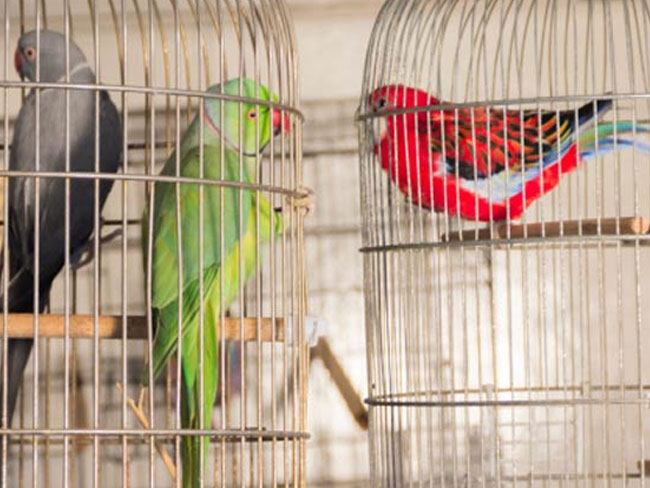 पक्षियों को है उड़ने का मौलिक अधिकार, पिंजरे में कैद करना कानून के खिलाफ : उच्च न्यायालय