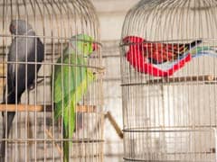 Birds Have Fundamental Right to 'Live with Dignity', Rules Delhi High Court