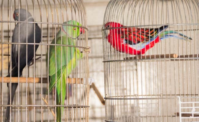 Birds Have Fundamental Right to 'Live with Dignity', Rules Delhi High Court