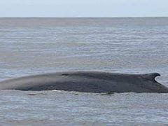 Blue Whales Spotted Off Maharashtra Coast After More Than 100 Years