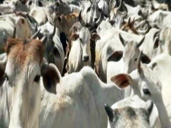 विराग गुप्ता : बीफ, बीफबैन पर राजनीति और 'पिंक इकोनॉमी'