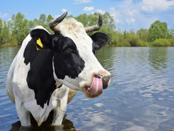 जम्मू-कश्मीर में गाय के नाम पर जारी किया गया एक्जाम का एडमिट कार्ड