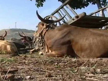 महाराष्ट्र में गौवंश हत्या बंदी कानून से नाराज़ किसानों ने निकाला मार्च