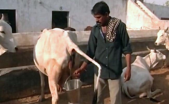 Rajasthan Government Plans to Use Cow Urine as a ...