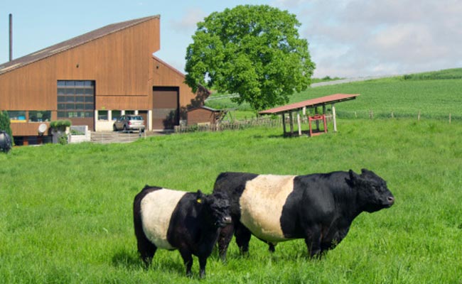 Blowing in the Wind: How to Stop Cow Burps Warming Earth