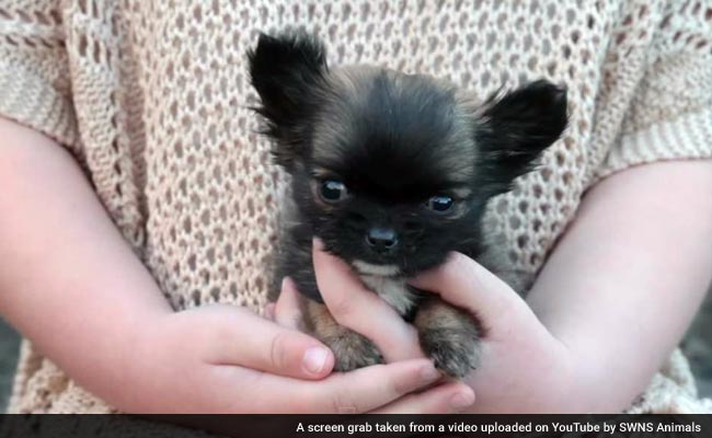 Britain's Smallest Dog is Just Three Inches Tall