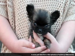 Britain's Smallest Dog is Just Three Inches Tall Britain's Smallest Dog is Just Three Inches Tall