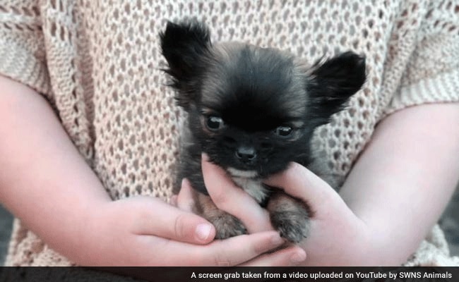 महज तीन इंच लंबा है ब्रिटेन का यह सबसे छोटा कुत्ता
