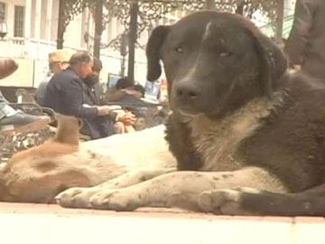 IIT प्रवेश परीक्षा के एडमिट कार्ड पर छपा कुत्ते का फोटो