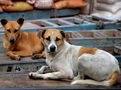 सूरत : डेढ़ साल की एक मासूम पर पांच कुत्तों ने किया हमला, बच्ची की मौत