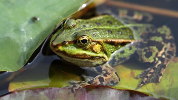 Wait, What: People Drinking Up Frog Juice to Treat Ailments