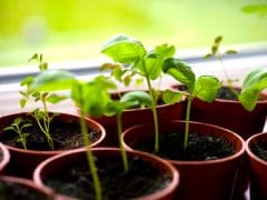 Hooked on Greens: 10 Veggies That You Can Grow at Home Hooked on Greens: 10 Veggies That You Can Grow at Home