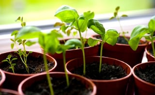 Hooked on Greens: 10 Veggies That You Can Grow at Home