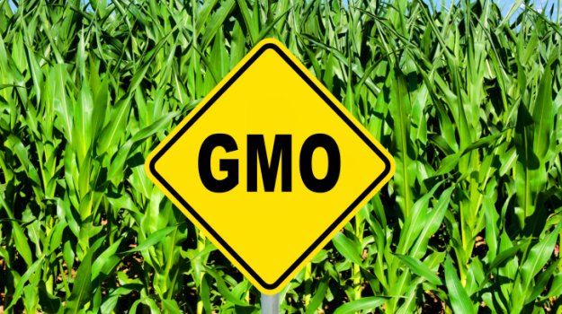 What is GMO? 6 Most Common Genetically Modified Foods