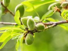 Almonds Gone Green: The Newest Crisps in Town