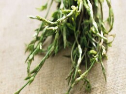 'It's Like Eating a Hedgerow': Why Do Hop Shoots Cost 1,000 Euros a Kilo? 'It's Like Eating a Hedgerow': Why Do Hop Shoots Cost 1,000 Euros a Kilo?