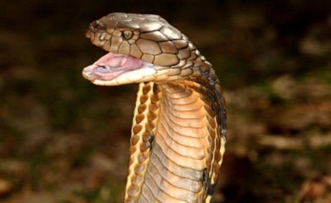 Not Just Humans, Even Snakes Visit This ATM In Agra
