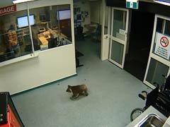A Koala Arrives at the Emergency Room of a Hospital, Visit on CCTV