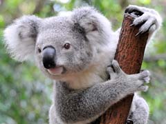 Koala Listed as 'Vulnerable' by Australia's Queensland