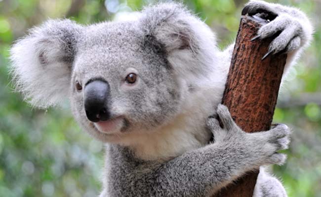 Koala Listed as 'Vulnerable' by Australia's Queensland