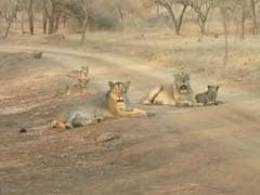 With Rising Numbers, Lions Overflowing Gir? Latest Census Hopes to Find Out