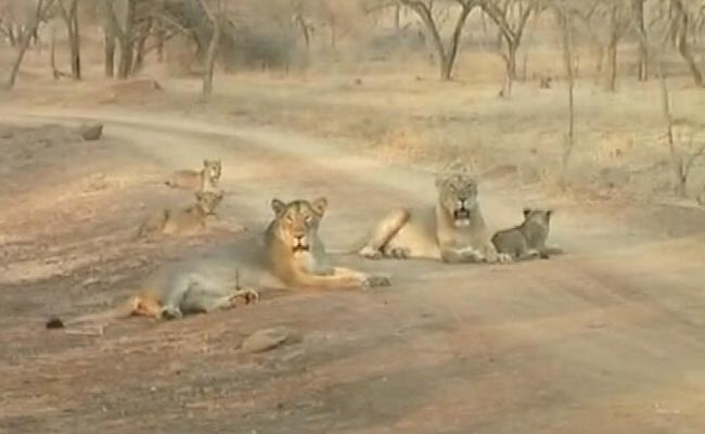 With Rising Numbers, Lions Overflowing Gir? Latest Census Hopes to Find Out