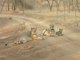 With Rising Numbers, Lions Overflowing Gir? Latest Census Hopes to Find Out With Rising Numbers, Lions Overflowing Gir? Latest Census Hopes to Find Out