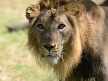 भारत में शेरों की संख्या बढ़ने की उम्मीद, गीर में गिनती शुरू