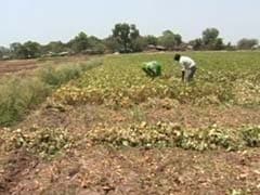 In Madhya Pradesh, Heat Wave Kills 10, Cripples Businesses