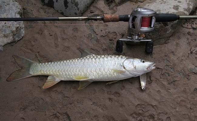 Iconic Indian Fish on The Brink of Extinction: Study