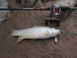 Iconic Indian Fish on The Brink of Extinction: Study Iconic Indian Fish on The Brink of Extinction: Study