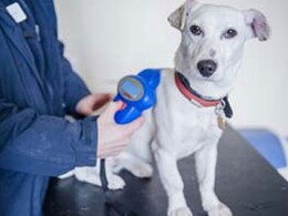 लगभग 40,000 साल पुराना हो सकता है इंसानों और कुत्तों के बीच नाता लगभग 40,000 साल पुराना हो सकता है इंसानों और कुत्तों के बीच नाता