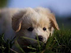 'Puppy Room' at UK University to Help Relax Stressed Students!