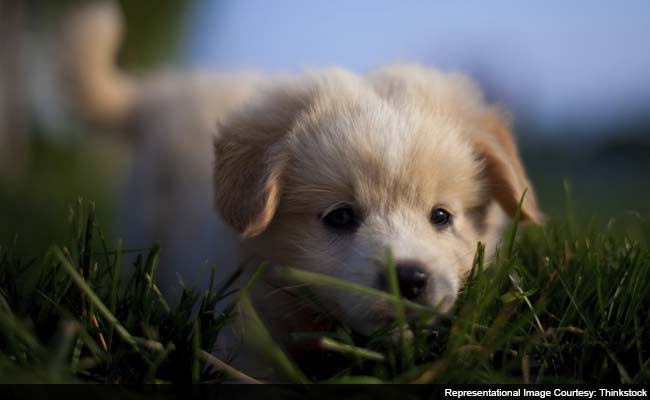 'Puppy Room' at UK University to Help Relax Stressed Students!