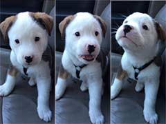Going Viral: This Puppy has the Cutest Reaction to his Hiccups