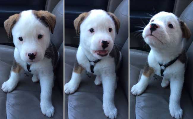 Going Viral: This Puppy has the Cutest Reaction to his Hiccups