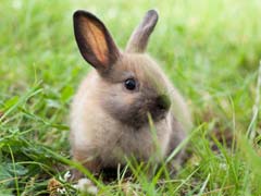 Danish Radio Station Kills Baby Rabbit With Bicycle Pump