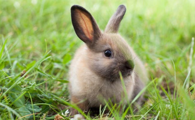 Danish Radio Station Kills Baby Rabbit With Bicycle Pump