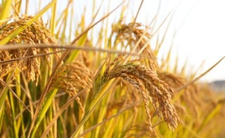 Scientists Have Developed a Gene for Better Rice Varieties
