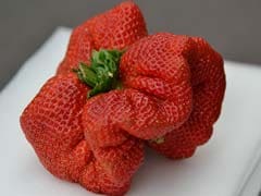 Strawberry Weighing 250 Grams Breaks 32 Year-Old World Record