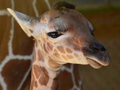Taipei Zoo Loses Long Battle to Save Baby Giraffe