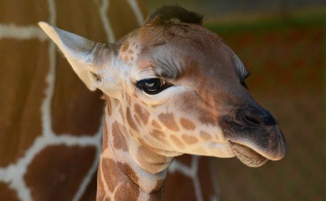 Tall Tale: Study Reveals That Giraffes Are Four Species, Not One