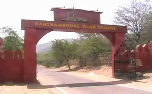 Tiger Kills Forest Guard at Rajasthan's Ranthambore Reserve