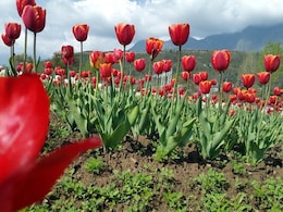 संजय किशोर की कश्मीर डायरी-3 : टेंशन, ट्यूलिप और संगीन के साए में 'देखा एक ख़्वाब तो सिलसिले हुए' संजय किशोर की कश्मीर डायरी-3 : टेंशन, ट्यूलिप और संगीन के साए में 'देखा एक ख़्वाब तो सिलसिले हुए'