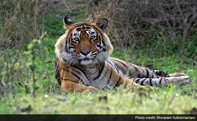 Ranthambore's Tiger T-24 Aka Ustad Living A Refugee Life At Sajjangarh