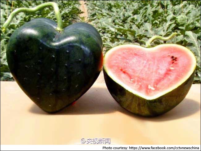 अरे वाह! अब दिल के आकार में भी उगने लगा है तरबूज...