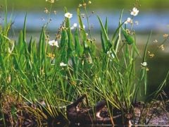 Alys Fowler: Edible Pond Plants for the Tiniest Puddle