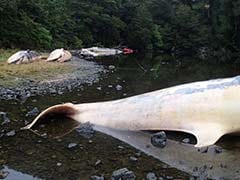 More Than 20 Dead Whales Found In Southern Chile